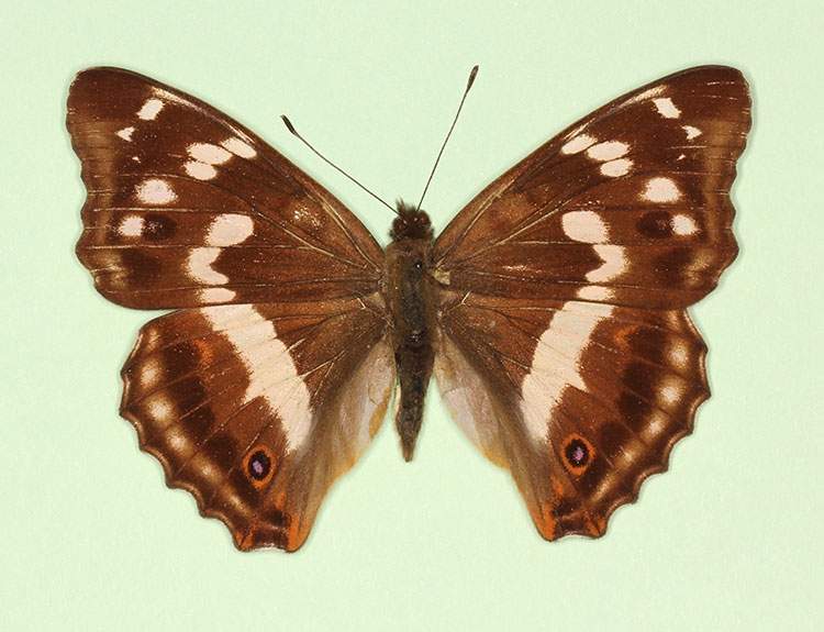 Apatura iris female (aberrant form thaumantis) (Internet Image property of respective owner, non-commercial use only)